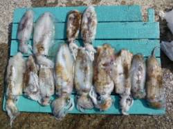 神谷沖一文字　ヤエン＆エギングでアオリイカ…