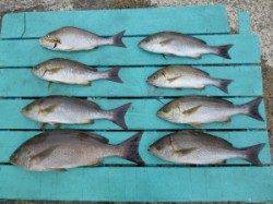 沖一文字でカゴ釣り　イサギ〜39cm