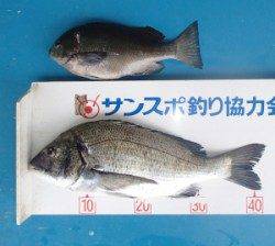 丹生防波堤でチヌ43cmとグレ29.6cm