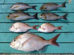 沖一文字外向きでかご釣り　マダイ51cm