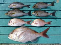 沖一文字外向きでかご釣り　マダイ51cm