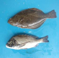 青井イカダ 　チヌの他ヒラメの釣果も