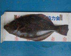 青井イカダ 　チヌの他ヒラメの釣果も