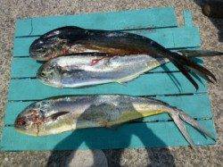 沖一文字内向きでシイラ　豆アジを使っての飲ませ釣りです