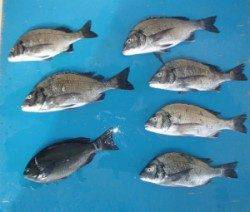 音海・潜水艦イカダでチヌ&グレ