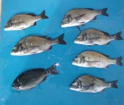 音海・潜水艦イカダでチヌ&グレ