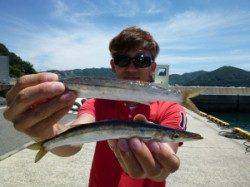ヒラバエ　ルアーでカマスの釣果出てます