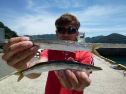 ヒラバエ　ルアーでカマスの釣果出てます