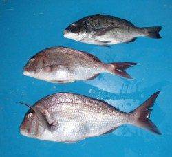 田井　フカセでマダイ54～69.5cm　2匹