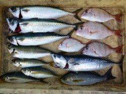 神谷沖一文字　カゴ釣りでゴマサバ・イサギの釣果