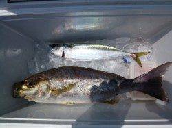 神谷沖一文字　カゴ釣りでゴマサバ・イサギの釣果