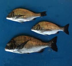 大丹生イカダでチヌ17.6cmを頭に3匹