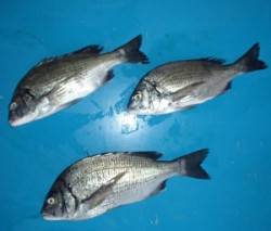 青井イカダ でチヌ釣り★チヌ～39cm ★…