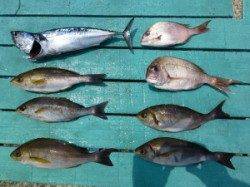 沖一文字外向き、カゴ釣りで多魚種釣れています♪