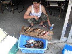 ナラムシクイで穴釣り、ガシラ31匹GET！