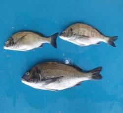 日引イカダでのチヌの釣果、良型も釣れました…