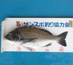 日引イカダでのチヌの釣果、良型も釣れました！