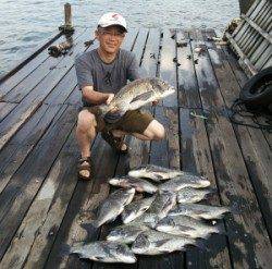 チヌ、50cmオーバー4匹を含め13匹！！青井イカダ