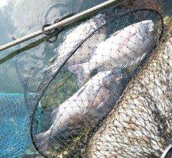 チヌ、50cmオーバー4匹を含め13匹！！青井イカダ