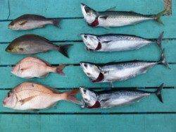 カゴ釣りで色々な魚が釣れました♪神谷沖一文字