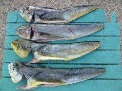 沖一文字　のませでシイラ〜85cm4匹