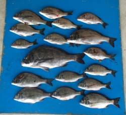 ★大漁★日引イカダでチヌ48.5cmを頭に…