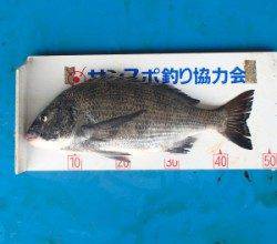 ★大漁★日引イカダでチヌ48.5cmを頭に17匹