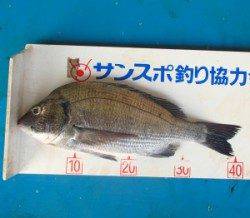 上佐波賀イカダでチヌ41.5cmを頭に10匹