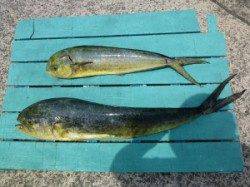 神谷沖一文字　のませでシイラ〜90cm2匹の釣果