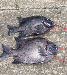 串本の磯　イシダイ＆イシガキダイの釣果