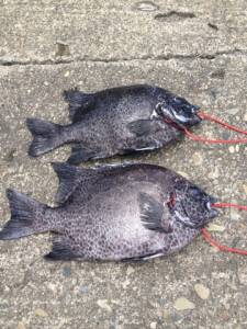 串本の磯　イシダイ＆イシガキダイの釣果