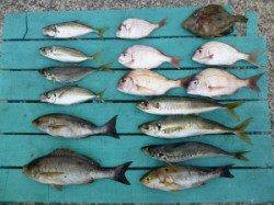 イサキに丸アジにマルハゲetc カゴ釣りで大漁♪