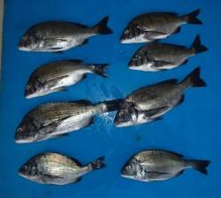 大丹生イカダでチヌ39.7cmを頭に8匹、…