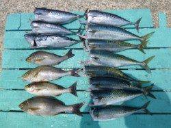 沖一文字内向きでカゴ釣り、イサギなどの釣果