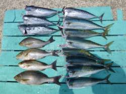 沖一文字内向きでカゴ釣り、イサギなどの釣果…