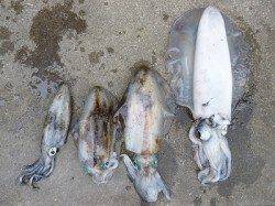 湯浅の磯　ヤエン&エギングでアオリイカ