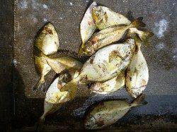 酒カスでのフカセ釣り、アイゴ快釣！