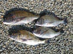 紀州釣りで良型チヌ