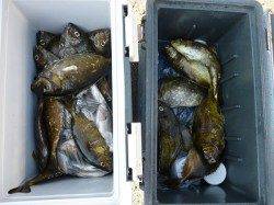 酒カスでアイゴの釣果