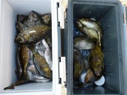 酒カスでアイゴの釣果