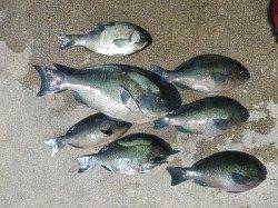 湯浅の磯でヌカ切り釣り　グレ7匹