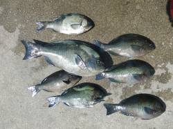 湯浅の磯でヌカ切り釣り　グレ7匹