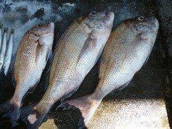 湯浅の磯　ルアーでマダイ・ガシラ