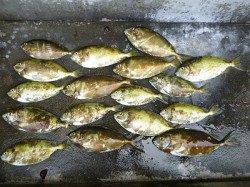 湯浅の磯、酒カスのフカセ釣りでアイゴが大漁♪