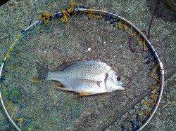 西宮浜　落とし込みでキビレ25cm　バラシもアリ