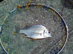 西宮浜　落とし込みでキビレ25cm　バラシ…