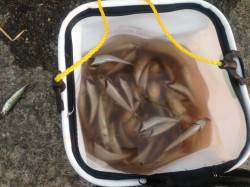 大蔵海岸、サビキで入れ食い、夕方くらいがお…