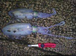 大阪ゴルフ場裏でエギング釣果☆