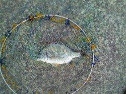 南甲子園浜で落とし込みをしてきました♪