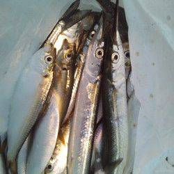 天保山で夕まづめにサビキでサヨリ♪